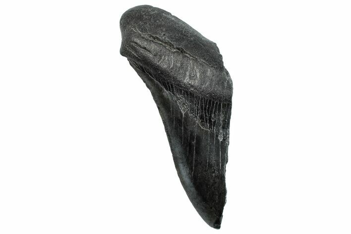 Partial Fossil Megalodon Tooth - South Carolina #293955